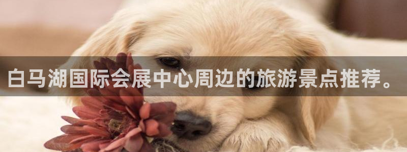 果博官网：白马湖国际会展中心周边的旅游景